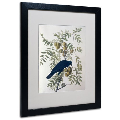 American Crow Matted Artwork by John James Audubon with Black Frame, 16 by 20-Inch