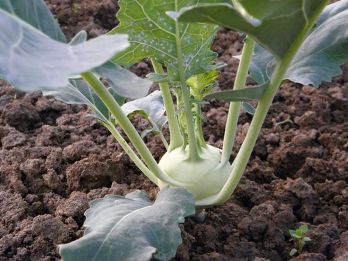 Heirloom White Vienna Kohlrabi Seeds - Brassica oleracea var. gongylodes - 150 seeds, 1/2 gram - B135 Heirloom White Vienna Kohlrabi Seeds - Brassica oleracea var. gongylodes - 150 seeds, 1/2 gram - B135