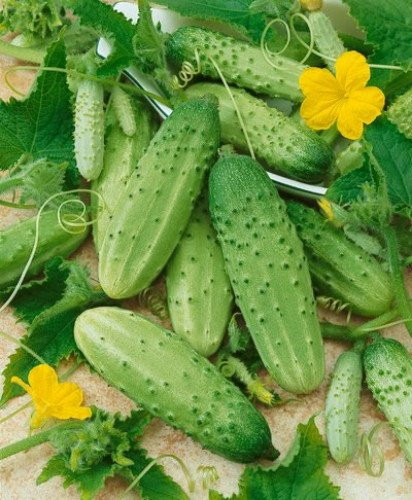 Boston Pickling Cucumber Seeds - 150 Seeds