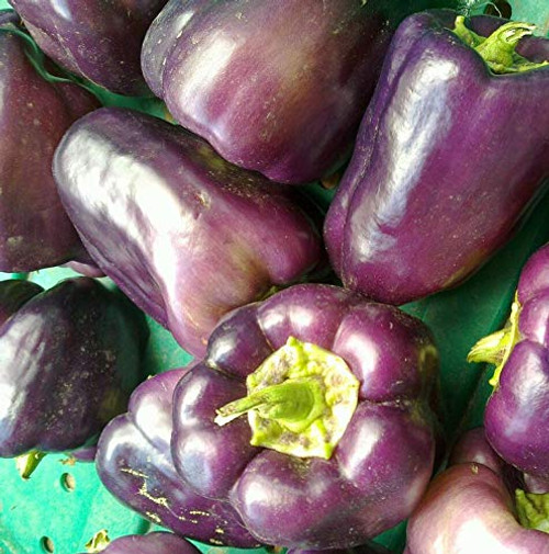 Heirloom Purple Beauty Sweet Bell Pepper Seeds - Capsicum annuum - 70 Seeds, 1/2 Gram - B28 Heirloom Purple Beauty Sweet Bell Pepper Seeds - Capsicum annuum - 70 Seeds, 1/2 Gram - B28