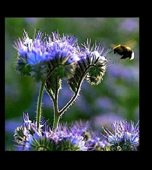 Purple Tansy 200 - 2000 Seeds Fiddleneck Lacy Phacelia Flower Nectar Rich Bulk (200) Purple Tansy 200 - 2000 Seeds Fiddleneck Lacy Phacelia Flower Nectar Rich Bulk (200)