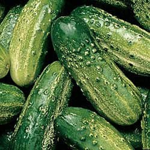 Cucumber Pickling SMR 58 Great Heirloom Vegetable by 150 Seeds