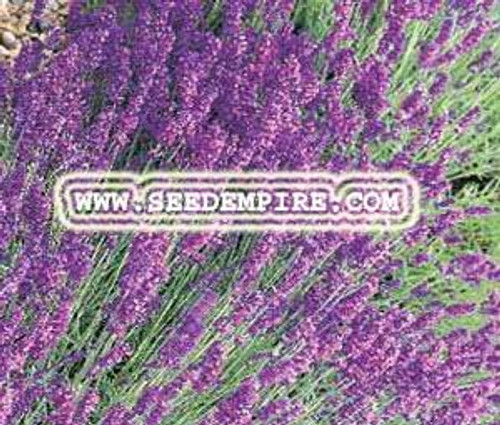 ENGLISH LAVENDER Lavandula Angustifolia --- 10 Herb Seeds