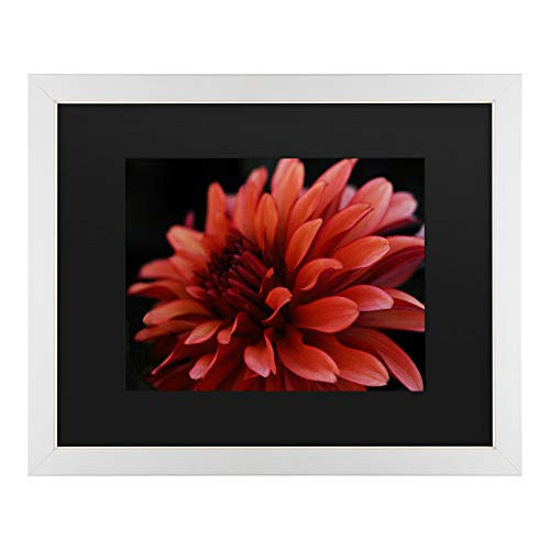 Trademark Fine Art Red Dhalia by Kurt Shaffer, Black Matte, Distressed White Frame 11x14
