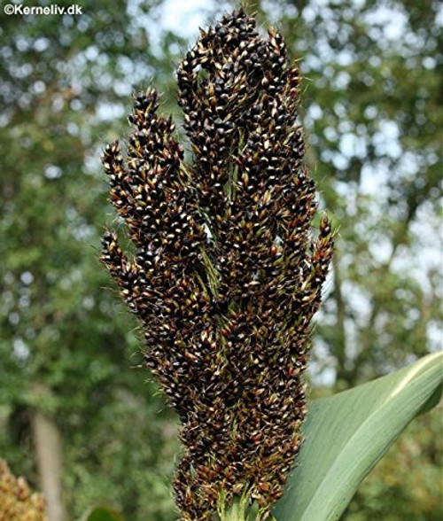 50 BLACK AMBER CANE SORGHUM / SUGAR CANE Saccharum Officinarum Seeds