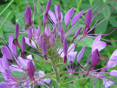 200 Violet Queen CLEOME (Spider Flower) Cleome Hasslerana Flower Seeds
