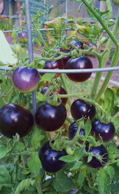 Tomato Indigo Rose Great Heirloom Garden Vegetable 10 Seeds Tomato Indigo Rose Great Heirloom Garden Vegetable 10 Seeds