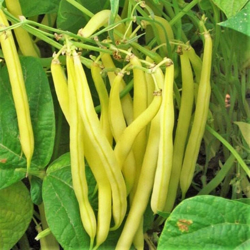 - Kentucky Wonder Yellow Wax Bean Seeds - 30+ Count Packet - for 2024 (Pole) NonGMO Stringless Butter Beans Garden Vegetable Seed