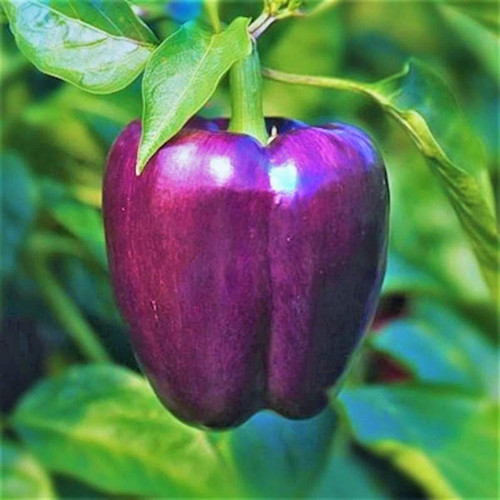 - Purple Beauty Sweet Bell Pepper Seeds - 100+ Count Packet - for 2024 Majestic Violet Belle Star California Chile Non GMO