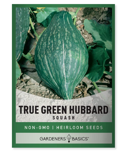 True Green Hubbard Squash Seeds for Planting - Winter Squash Heirloom, Non-GMO Vegetable Squash Variety- 5 Grams Seeds Great for Summer Gardens by