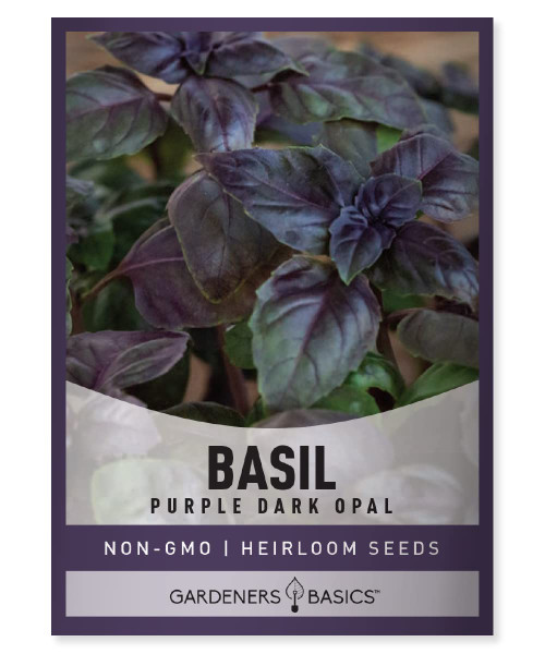 , Basil Seeds for Planting Herbs Purple - (Purple Dark Opal) Heirloom Non-GMO Herb Plant Seeds for Home Herb Garden Indoors, Outdoors, and Hydroponics