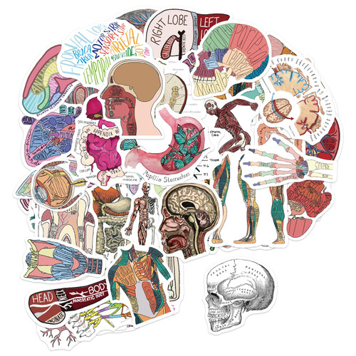 50PCS Human Organ Stickers, Medical Stickers, Human Anatomy Stickers, Physiological Research Tool for Doctors, Nurses, and Students, Medical Stickers for Kindle Case, Laptops, Books, Water Bottle
