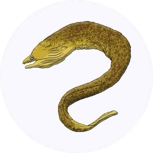 24 x 40mm Round 'Moray EEL' Stickers (SK00042130) 24 x 40mm Round 'Moray EEL' Stickers (SK00042130)