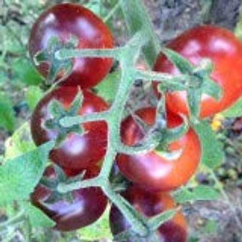 Indigo Tomato Seeds (Cherry Drops) Indigo Tomato Seeds (Cherry Drops)