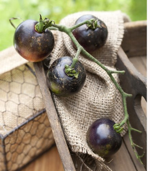 Indigo Rose Heirloom Tomato Premium Seed Packet + More Indigo Rose Heirloom Tomato Premium Seed Packet + More