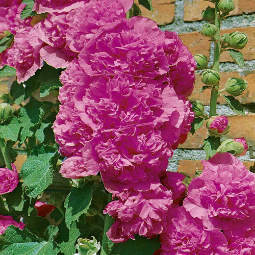 100 Seeds Perennial Alcea Rosea Double Violet Hollyhock Flower Seeds for Planting 100 Seeds Perennial Alcea Rosea Double Violet Hollyhock Flower Seeds for Planting