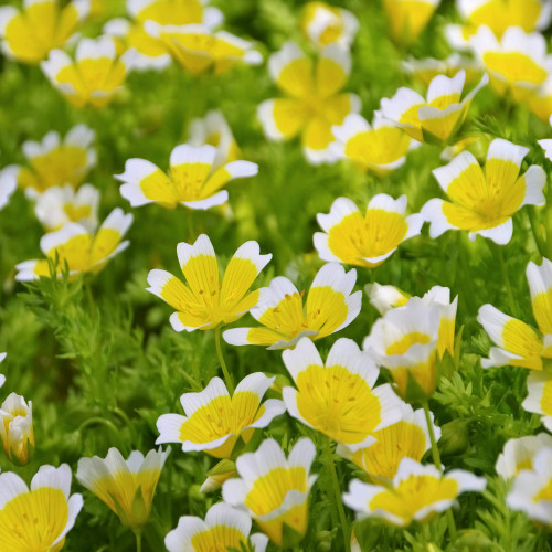 1000 Seeds Limnanthes Douglasii Poached Egg Plant Meadowfoam Flower Seeds for Planting