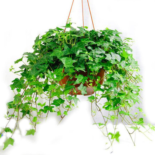 50 Wonderful English Ivy Seeds Hedera Helix Seeds Garden Vine Plant
