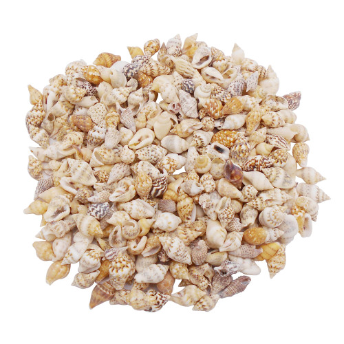 80g About 600pcs Tiny Seashell Beach Spiral Shells Craft Charms Natural Mini Conch Sea Shell for Candle Making Home Decoration Ocean Themed Party Wedding Decor Fish Tank Vase Filler