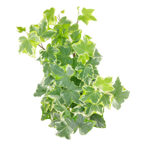 Glacier English Ivy (2"/4"/6" Pot) - Trailing Indoor Houseplants - Eye-catching Ivy Plants - Live Healthy Trailing Houseplant for Home Office Decoration (Grower Pot, 2 inch) Glacier English Ivy (2"/4"/6" Pot) - Trailing Indoor Houseplants - Eye-catching Ivy Plants - Live Healthy Trailing Houseplant for Home Office Decoration (Grower Pot, 2 inch)
