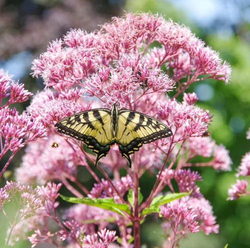 Queen of The Meadow Herb Seeds for Planting (50 Seeds) - Joe Pye Weed, Purple Thoroughwort - Ships from Iowa, USA Queen of The Meadow Herb Seeds for Planting (50 Seeds) - Joe Pye Weed, Purple Thoroughwort - Ships from Iowa, USA