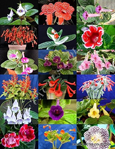 RARE SINNINGIA MIX, rare african violets fragrant garden flowers seed 20 seeds
