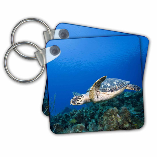 Key Chains Cayman Islands, Hawksbill Sea Turtle and coral reef -CA42 PSO0092 - Paul Souders (kc-74848-1)