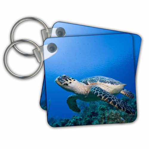 Key Chains Cayman Islands, Hawksbill Sea Turtle and coral reef -CA42 PSO0093 - Paul Souders (kc-74849-1)