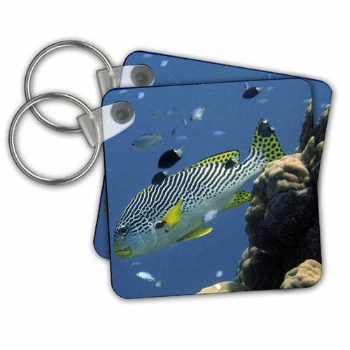 Key Chains Diagonal-Banded Sweetlips, Great Barrier Reef, Australia-AU01 DWA3073 - David Wall (kc-72004-1)