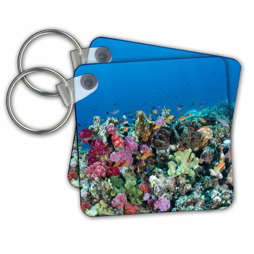 Key Chains Scalefin Anthias and diverse coral reef, Fiji. (kc-228508-1)