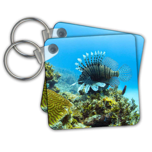 Key Chains Invasive lionfish in a coral reef on the north coast of Cuba. (kc-312988-1)