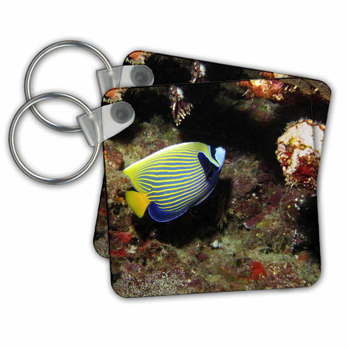 Key Chains Emperor Angelfish, Great Barrier Reef, Australia-AU01 DWA3049 - David Wall (kc-71900-1)