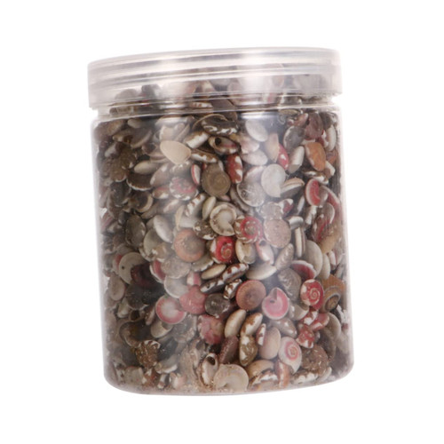 1 Pack Shell Jewelry Accessories Bulk Ornaments Candle Bulk Beads Beach Wedding Decorations Natural Shells Ocean Creature Shell Apple Snail Sea Shells Floral Jewelry Mini Flowers