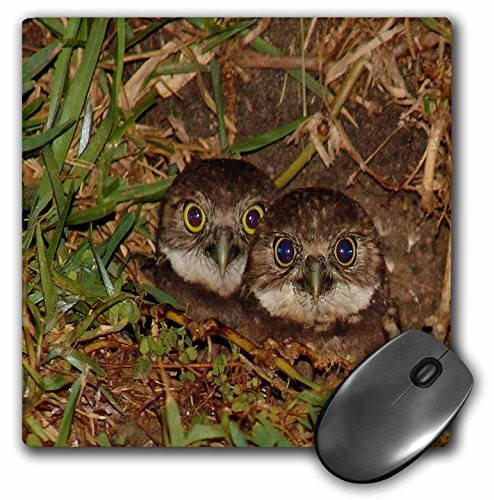 3dRose print of twin baby burrowing owls in cape coral florida - Mouse Pad, 8 by 8 inches (mp_182587_1)