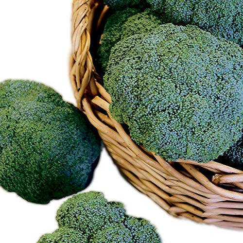 Castle Dome Hybrid Broccoli Seeds, Pack of 100 Seeds