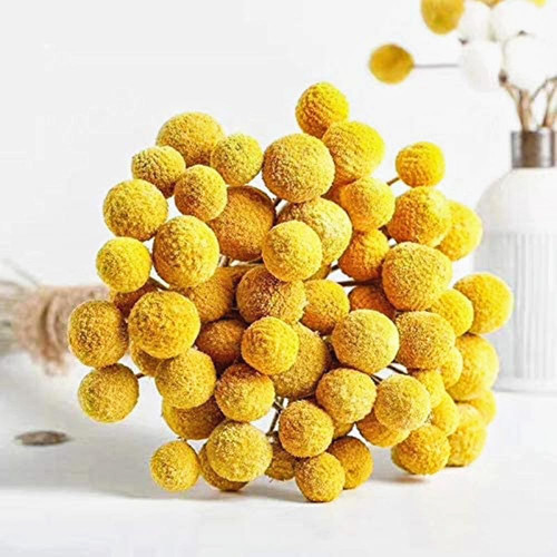 20 Stems Natural Craspedia Dried FlowersYellow Billy Buttons Balls Bouquet Natural Dried Flowers Large Diameter for Home Decor Photo Props DIY Wedding Decoration 20 Stems Natural Craspedia Dried FlowersYellow Billy Buttons Balls Bouquet Natural Dried Flowers Large Diameter for Home Decor Photo Props DIY Wedding Decoration