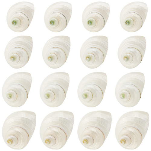 16pcs Natural Spiral Shell Beads, 0.8~1.1 Inch Mouth Turbo Seashells Undrilled Spiral Seashells NO Hole Shells for Home Party Wedding Decor Fish Tank Vase Filler, Antique White