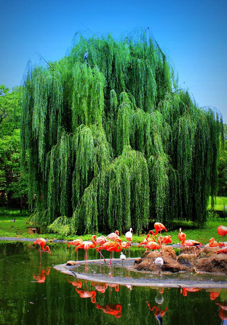 1 Weeping Willow Tree - Live Tree Plant Cutting - Memorial Gift - Beautiful Arching Canopy Add Peace and Serenity - Grieving Gift- Pet Memorial