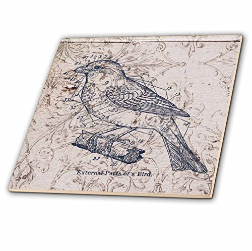 3dRose ct_110267_4 Vintage Birds with Diagram Steampunk Art Ceramic Tile, 12"