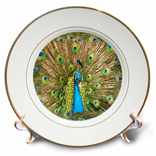 3dRose cp_41699_1 Peacock Head N Peacock Feathers Porcelain Plate, 8"