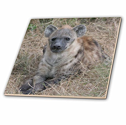 3dRose South African Hyena Front View-Ceramic Tile, 12-inch (ct_20114_4), Multicolor