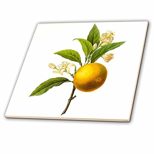 3dRose ct_106856_4 Redoute Vintage Watercolor Fruit Orange Citrus Sp-Ceramic Tile, 12-Inch 3dRose ct_106856_4 Redoute Vintage Watercolor Fruit Orange Citrus Sp-Ceramic Tile, 12-Inch