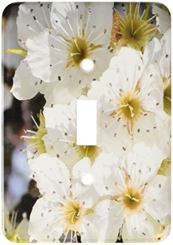 3dRose lsp_29521_1 Tree in Spring Flower Floral Photography Toggle Switch Multi-Color