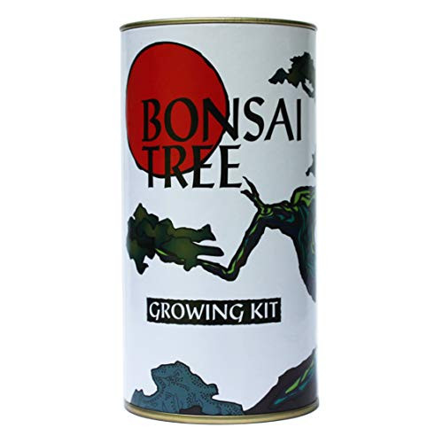 Bonsai Tree (Chinese Juniper) | Seed Grow Kit | The Jonsteen Company