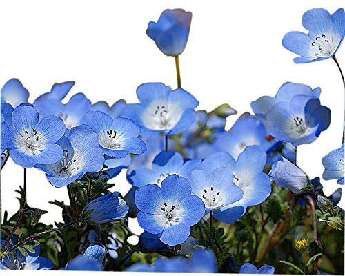 3,000 Baby Blue Eyes Wildflower Seeds - California Native Wildflower - Nemophila Menziesii Seed 3,000 Baby Blue Eyes Wildflower Seeds - California Native Wildflower - Nemophila Menziesii Seed