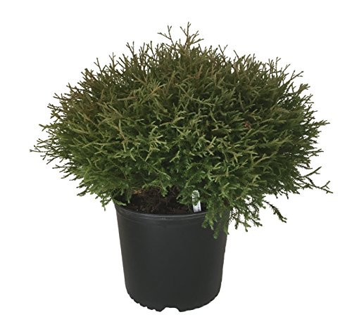 Mr. Bowling Ball Arborvitae - Thuja OCC. Mr. Bowling Ball - 3 Gallon