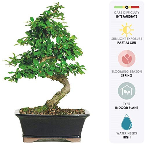 Brussel's Bonsai Live Fukien Tea Indoor Bonsai Tree - 6 Years Old; 6" to 10" Tall with Decorative Container