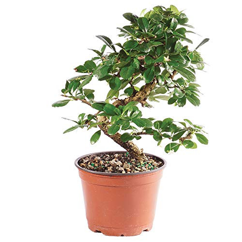 Brussel's Bonsai Live Fukien Tea Indoor Bonsai Tree - 6 Years Old 6" to 10" Tall with Plastic Grower Pot, Medium,