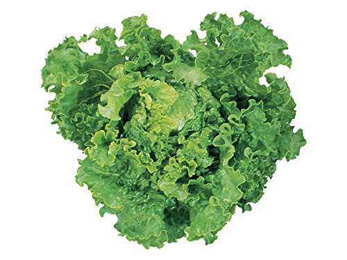 Burpee Green Ice Lettuce Seeds 3500 seeds