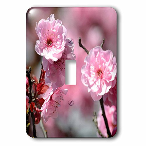 3dRose lsp_179126_1 Cherry Blossom Floral in Spring Light Switch Cover